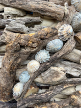 Load image into Gallery viewer, BESPOKE DRIFTWOOD WALLHANGING WITH LIMPET SHELLS
