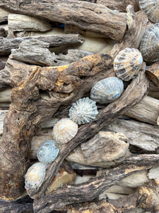 BESPOKE DRIFTWOOD WALLHANGING WITH LIMPET SHELLS
